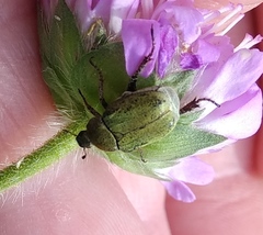 Hoplia parvula
