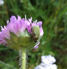 Hoplia parvula