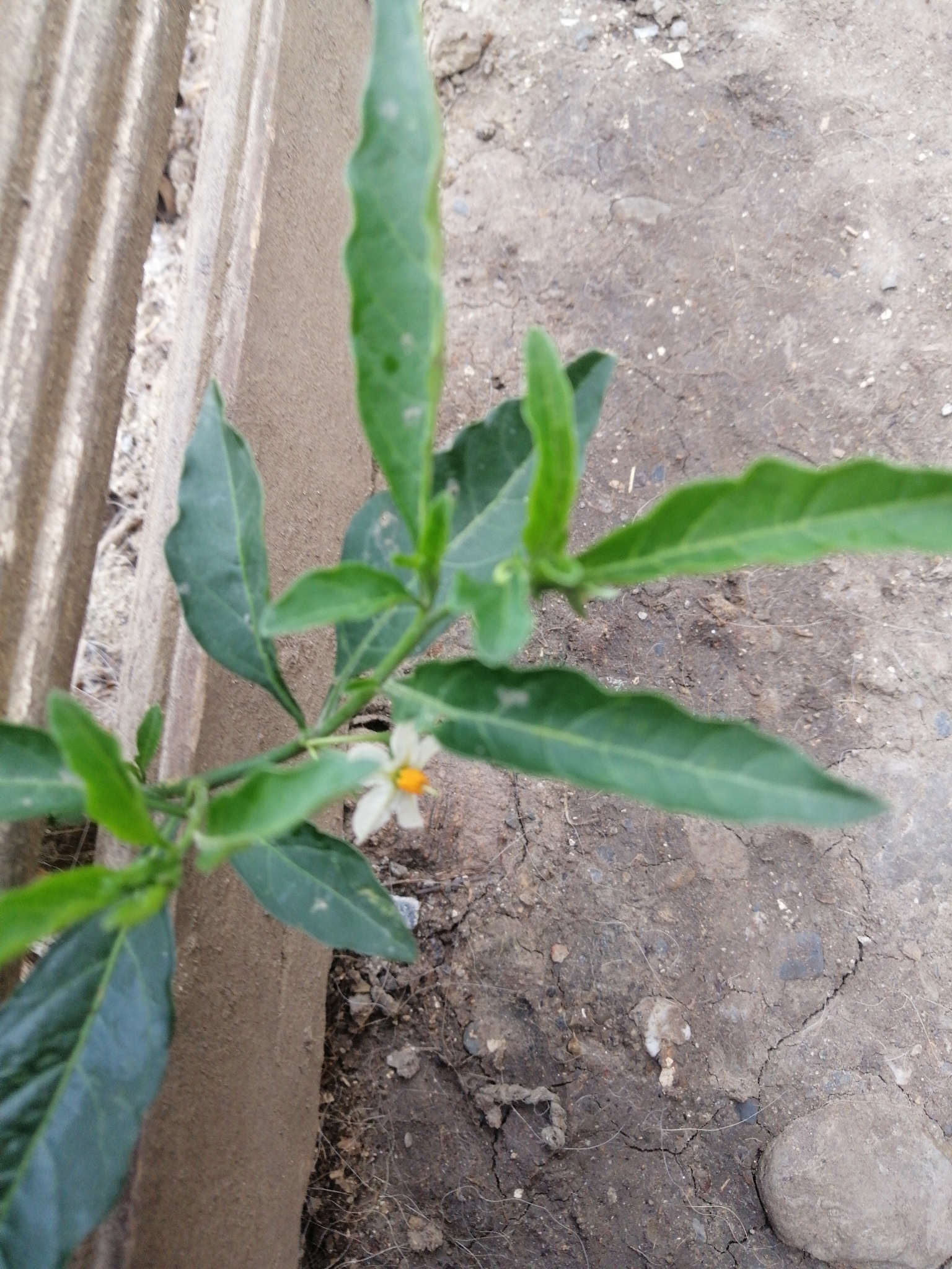 Solanum pseudocapsicum image