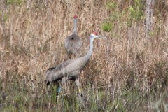 Antigone canadensis pulla