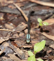 Argia tibialis