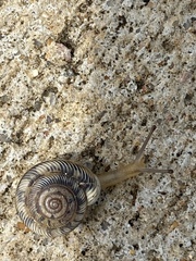 Polygyrinae