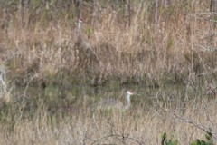 Antigone canadensis pulla