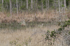 Antigone canadensis pulla