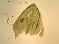 Hygrohypnum