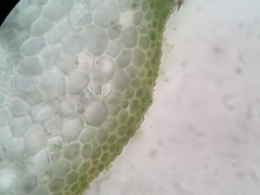 Hygrohypnum