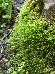 Hygrohypnum