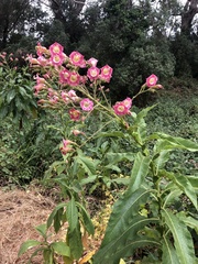 Nicotiana tabacum