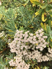 Eriogonum arborescens