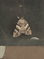 Catocala micronympha