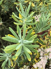 Eriogonum arborescens