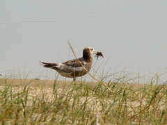 Larus atlanticus