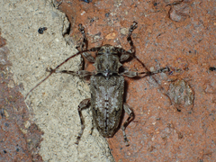 Aegomorphus modestus