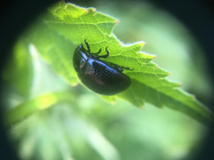 Chrysolina oricalcia