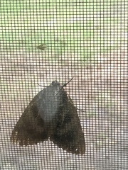 Catocala micronympha