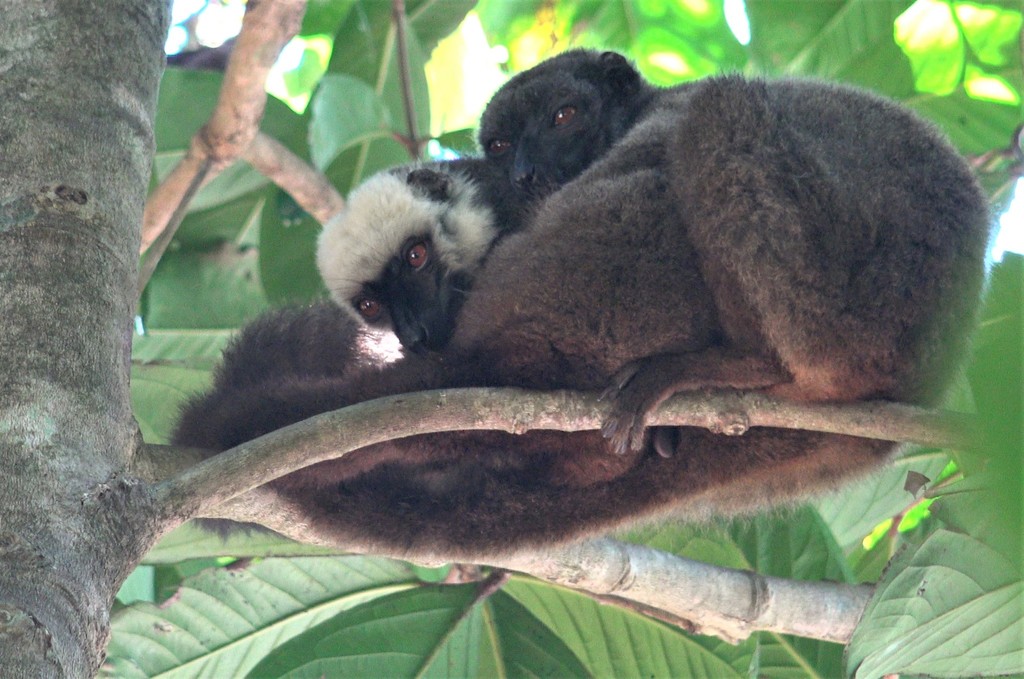 White-Headed Lemur