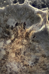 Girardia tigrina
