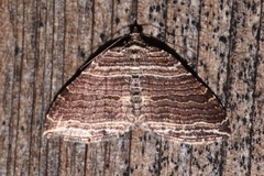 Anticlea multiferata