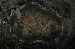 Girardia tigrina