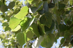 Populus brandegeei