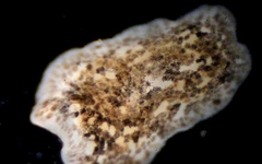 Girardia tigrina