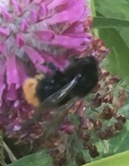 Bombus lapidarius