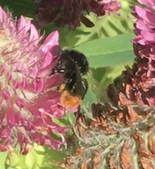 Bombus lapidarius