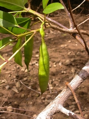 Image of Tabebuia palustris