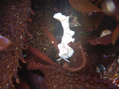 Eurylepta californica