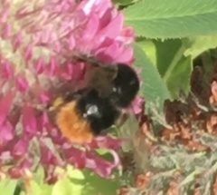 Bombus lapidarius
