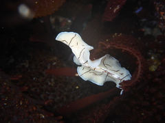 Eurylepta californica