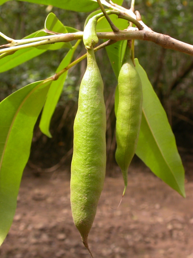 Tabebuia palustris