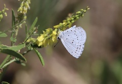 Celastrina humulus