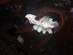 Eurylepta californica