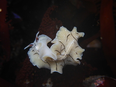 Eurylepta californica
