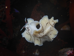 Eurylepta californica