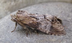 Dasylophia thyatiroides