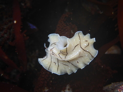 Eurylepta californica