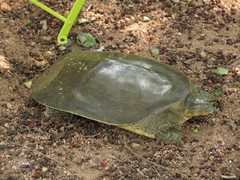 Apalone spinifera emoryi