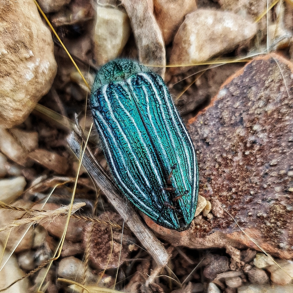 Julodis fidelissima