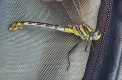 Gomphurus