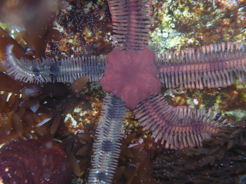 Flat-spined Brittle Star
