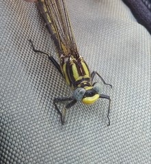 Gomphurus