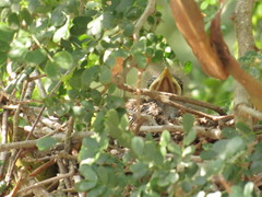 Mimus polyglottos