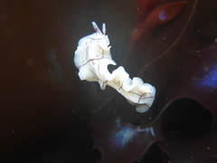 Eurylepta californica