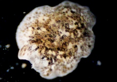 Girardia tigrina