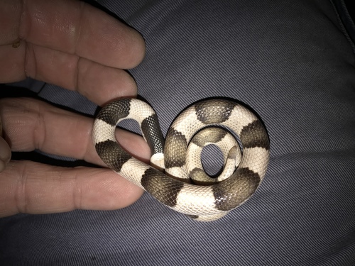 Saddled Leafnose Snake