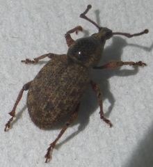 Otiorhynchus singularis