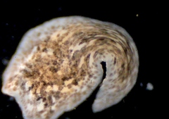 Girardia tigrina