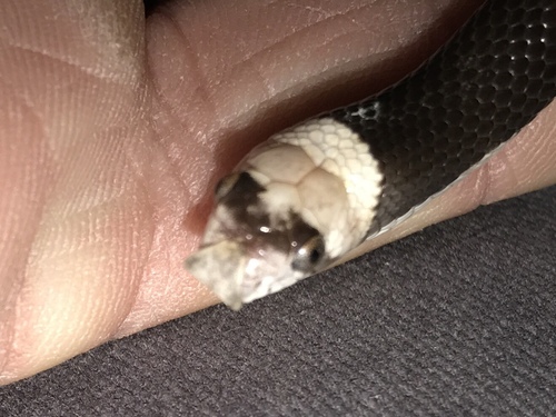 Saddled Leafnose Snake